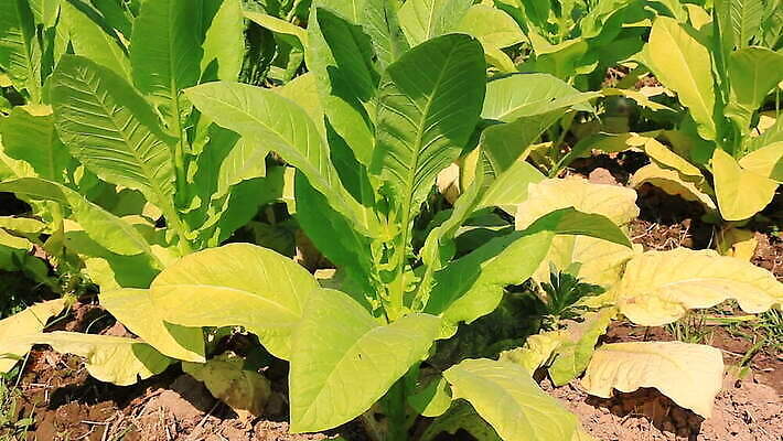 식물 산업 아시아 줄기 잎 밭 농업 태국 자연 바람 담배 풍경 사람없음 초록색 농작물 농장 농경지 정원 흙 수확 성장 시골 농부 불기 땅 흔들림 국자 날것 점토 내추럴 거름 밭일 줄서기 세련 MOV 해외동영상 클립영상 자연요소 직업 나라 컬러 모션 주방용품 날씨 생태계 동영상 파일형식