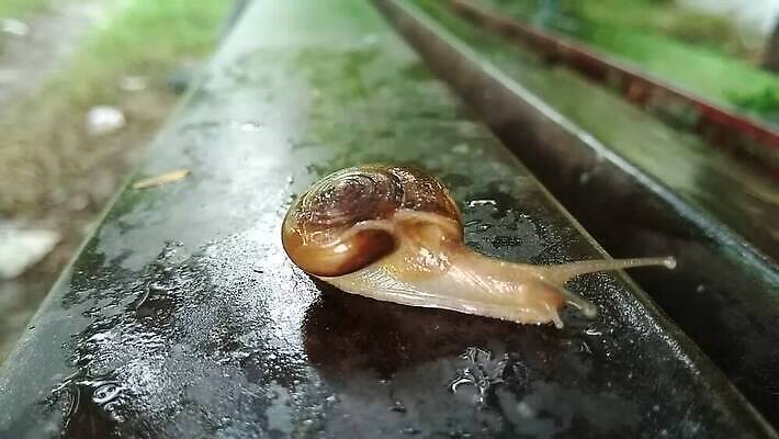 동물 야생동물 연체동물 무척추동물 나선형 사람없음 초록색 갈색 정원 젖음 껍질 미끄러짐 촉수 느림 기어가기 민달팽이 끈적임 MP4 해외동영상 클립영상 컬러 무늬 모션 동영상 파일형식 달팽이_동물