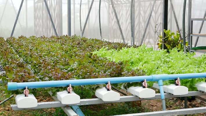 식물 산업 잎 농업 다이어트 채소 비즈니스 재료 공장 실내 건강 사람없음 내부 초록색 농장 농경지 수확 성장 흰색 신선 농부 유기농 원예 일렬 내추럴 광합성 밭일 생태학 수경재배 온실 줄서기 채식주의자 많음 4K MP4 해외동영상 클립영상 직업 웰빙 교육 컬러 컨셉 공업 모션 취미 채식 동영상 파일형식