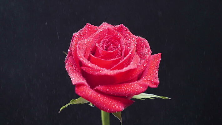 식물 구름 기념일 꽃잎 꽃 백그라운드 꽃무늬 자연 휴가 발렌타인데이 선물 사랑 사람없음 장식 빨간색 물 장미 반사 검은색 낭만 안개 벚꽃 물방울 축하 신선 개화 닫기 크리스탈 드라마 MOV 해외동영상 클립영상 자연요소 감정 컬러 컨셉 무늬 모션 데이이벤트 날씨 이벤트 광석 생태계 동영상 파일형식