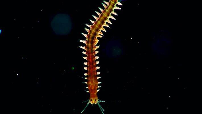 야생동물 바다 자연 무척추동물 사람없음 환경 바닷속 수중 생태계 생물학 튜브 기어가기 돌고래인형 동물상 소금물 4K 저서생물 MP4 해외동영상 클립영상 동물 교육 인형 모션 생물 조형물 동영상 파일형식