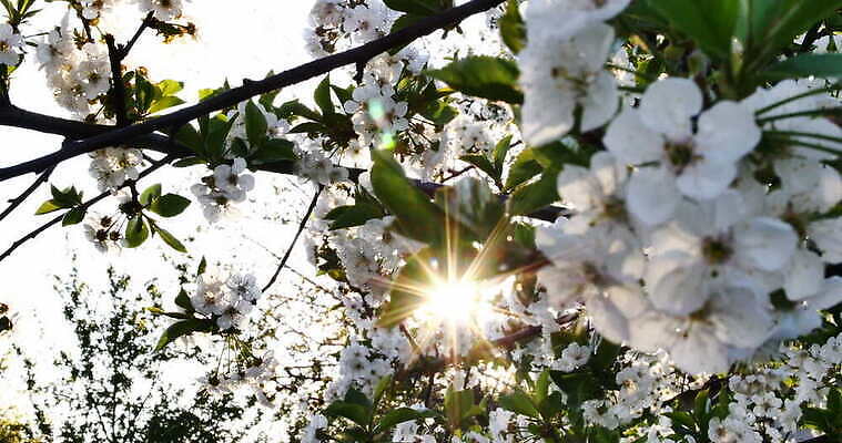 나무 식물 계절 꽃잎 꽃 분홍색 컬러 백그라운드 잎 꽃무늬 자연 하늘 사람없음 야외 초록색 여름 정원 일본 봄 성장 벚꽃 흰색 나뭇가지 신선 개화 체리 벌 묘사 내추럴 4K MOV 해외동영상 클립영상 아시아 곤충 무늬 과일 생태계 동영상 파일형식