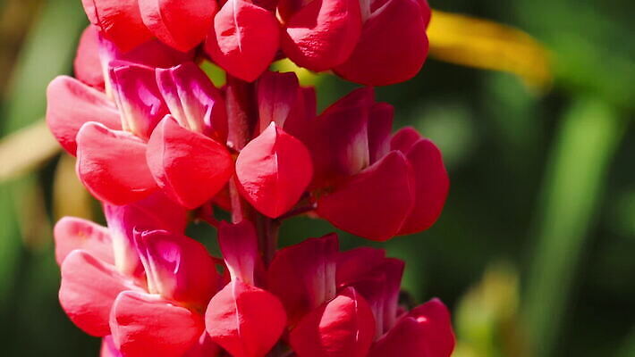 식물 동물 꽃 곤충 백그라운드 꽃무늬 자연 사람없음 초록색 보라색 봄 벚꽃 개화 수분 제비꽃 꽃가루 꿀 내추럴 호박벌 MOV 해외동영상 클립영상 계절 컬러 무늬 벌_곤충 가루 생태계 동영상 파일형식