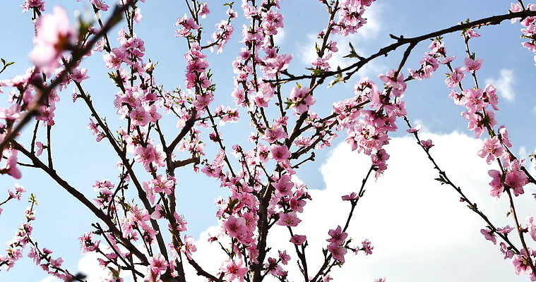 나무 식물 계절 꽃잎 꽃 분홍색 컬러 백그라운드 잎 꽃무늬 자연 하늘 사람없음 야외 초록색 여름 정원 일본 봄 성장 벚꽃 흰색 나뭇가지 신선 개화 체리 벌 묘사 내추럴 4K MOV 해외동영상 클립영상 아시아 곤충 무늬 과일 생태계 동영상 파일형식