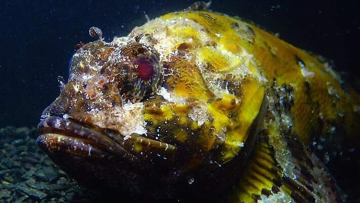 동물 야생동물 바다 자연 어류 사람없음 물 수중 바위 독약 가시 위험 전갈 지중해 다이빙 수족관 변장 스파이크 찌르기 4K MP4 해외동영상 클립영상 자연요소 컨셉 절지류 모션 수영 수중동물 돌_바위 생태계 동영상 수중스포츠 파일형식