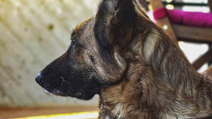 응시 공원 행복 컬러 밭 포유류 모션 자연 친절 털 사람없음 야외 친구 반려동물 귀여움 양치기 개 달콤 큼 동료 호기심 사냥개 튜브 느림 경보 기르기 돌고래인형 신앙심 주목 4K MOV 해외동영상 슬로모션 클립영상 동물 직업 시선 공공시설 감정 인형 컨셉 농업 관계 촬영기법 맛 크기 생태계 동영상 돌봄 파일형식