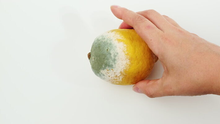 음식 과일 귤 사람없음 노란색 손상 흰색 신선 정상 레몬 유기농 날것 낭비 나쁜 곰팡이 숙성 썩음 해로움 4K MOV 해외동영상 클립영상 웰빙 컬러 컨셉 동영상 파일형식