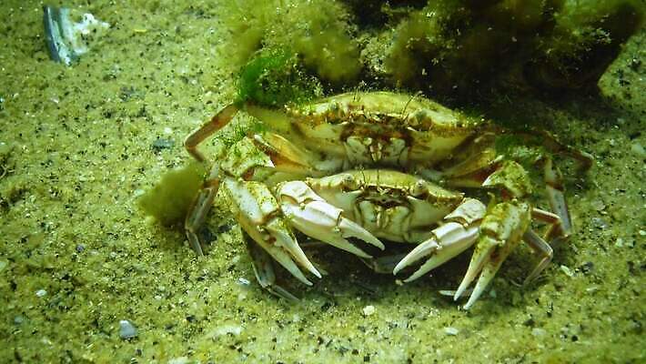 동물 야생동물 바다 절지류 새우 무척추동물 갑각류 사람없음 바닷속 수중 게 가재 생태계 생물학 암 동물상 발톱 생태학 우크라이나 4K 저서생물 MP4 해외동영상 클립영상 교육 유럽 발 생물 조형물 질병 동영상 파일형식