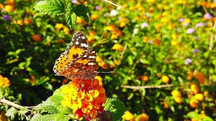 식물 꽃 나비 곤충 잎 날개 모션 자연 사람없음 빨간색 초록색 컬러풀 환경 모임 벚꽃 그리기 닫기 큼 수집 흔들림 보케 꽃가루 꿀 느림 블러효과 세이지 수유 코스모폴리탄 MP4 해외동영상 클립영상 동물 컬러 칵테일 크기 가루 생태계 동영상 블러 파일형식 효과