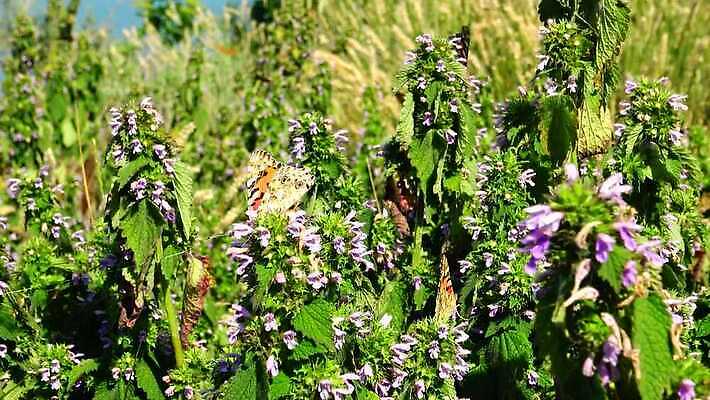 동물 꽃 야생동물 나비 곤충 날개 오렌지 자연 사람없음 초록색 여름 컬러풀 그리기 동물상 취급주의 코스모폴리탄 4K MP4 해외동영상 클립영상 식물 계절 컬러 과일 모션 경고 조형물 칵테일 생태계 동영상 파일형식
