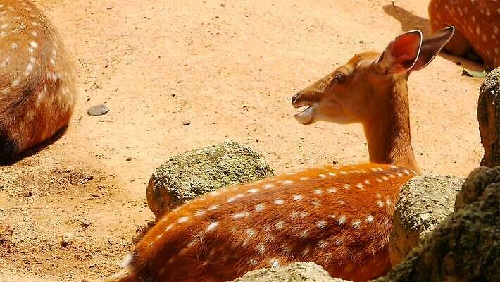 동물 공원 여자 남자 야생동물 백그라운드 밭 포유류 자연 초식동물 털 뿔 사람없음 야외 태양 머리 환경 흰색 아기 점 숲 방목 귀 뿌리 내추럴 동물상 아기사슴 암사슴 전국 MOV 해외동영상 클립영상 자연요소 공공시설 새끼 컬러 농업 사슴 사람 신체부위 조형물 축산업 암컷 생태계 동영상 파일형식