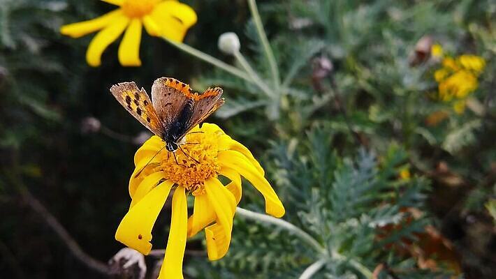 식물 동물 꽃 나비 곤충 잎 날개 모션 자연 사람없음 노란색 환경 회색 마시기 황금 닫기 작음 먹기 관목 묘사 속도 데이지 보케 상록수 꿀 시들음 느림 구리 블러효과 수유 옛날 MP4 해외동영상 클립영상 나무 컬러 원소 크기 생태계 동영상 블러 파일형식 효과