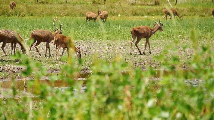동물 계절 공원 여자 야생동물 백그라운드 밭 농업 포유류 자연 산 동양인 사람없음 야외 농장 머리 환경 달러 맑음 가축 봄 시골 그룹 선탠 군중 방목 생태계 서식지 내추럴 동물상 아기사슴 암사슴 많음 4K MP4 해외동영상 클립영상 공공시설 산업 새끼 컨셉 돈 날씨 사슴 사람 인종 신체부위 조형물 축산업 암컷 동영상 파일형식