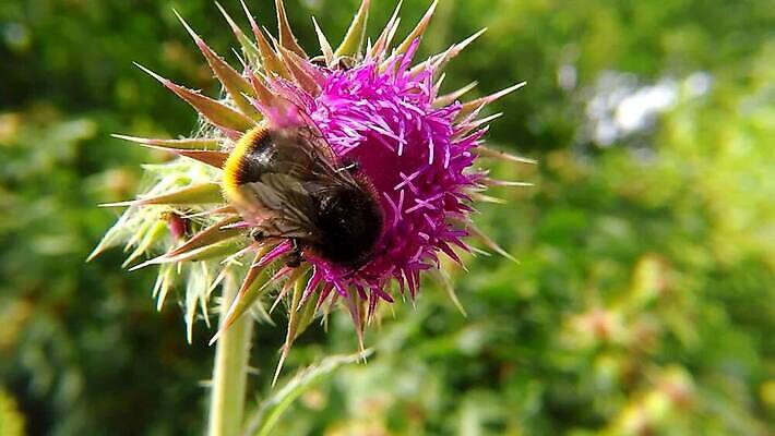 식물 동물 꽃잎 꽃 야생동물 곤충 자연 사람없음 컬러풀 검은색 들꽃 모임 벚꽃 수집 제비꽃 묘사 꽃가루 꿀 엉겅퀴 내추럴 동물상 호박벌 HD MP4 해외동영상 클립영상 컬러 조형물 벌_곤충 가루 생태계 동영상 파일형식