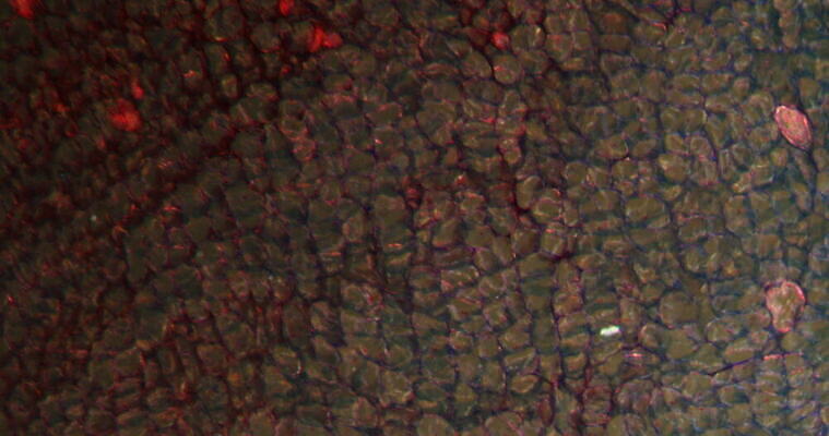 식물 꽃 과학 이동 패턴 과일 세포 사람없음 빨간색 초록색 시험 성장 조직 횡단보도 확대 먹기 뿌리 밀가루 지원 총각무 4K 현미경관찰 MOV 해외동영상 클립영상 교육 컬러 컨셉 무늬 모션 관찰 보행로 무 가루 동영상 파일형식