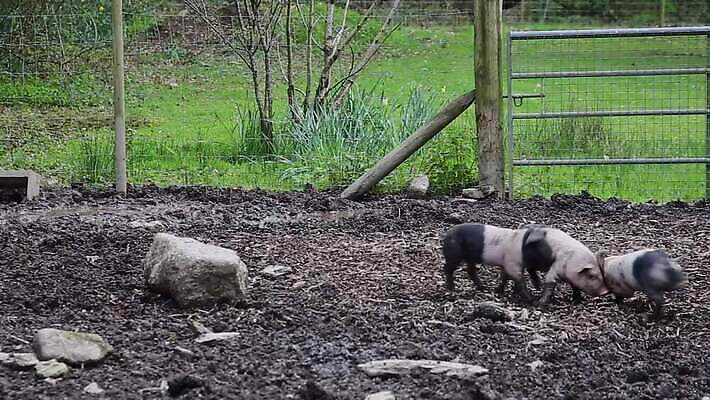 동물 음식 농업 장난 포유류 놀이 영국 잉글랜드 육류 돼지고기 사람없음 야외 농장 펜 검은색 시골 돼지 쓰레기 방목 유기농 진흙 기르기 밭일 수유 콘월 MOV 해외동영상 클립영상 웰빙 유럽 산업 컬러 식재료 필기구 축산업 동영상 돌봄 파일형식