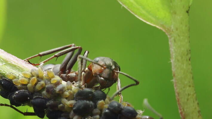식물 동물 계절 야생동물 줄기 컬러 곤충 절지류 관계 자연 협력 노동자 함께함 안테나 사람없음 야외 가로 초록색 머리 화목 활발 양치기 해충 보호 빨다 수집 먹기 묘사 경계 생태계 생물학 개미 이익 기어가기 동물상 MOV 해외동영상 클립영상 직업 교육 컨셉 통신 모션 신체부위 조형물 벌레 동영상 파일형식