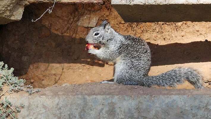 나무 동물 응시 야생동물 장난 포옹 자연 생물 털 종류 사람없음 갈색 귀여움 미국 회색 다양 황무지 달콤 해충 설치류 작음 생물학 다람쥐 캘리포니아 서식지 동물상 땅바닥 서쪽 그리너리 4K MP4 해외동영상 클립영상 식물 시선 교육 컬러 다수 컨셉 북아메리카 안기 바닥 조형물 맛 벌레 크기 방향 생태계 동영상 파일형식 트랜드컬러