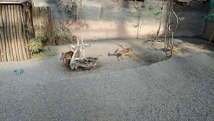 나무 동물 공원 남자 야생동물 음식 백그라운드 잎 포유류 아프리카 자연 사슴 뿔 사람없음 야외 갈색 환경 황무지 숲 작음 먹기 사파리 영양 케냐 내추럴 마사이족 전국 4K MOV 해외동영상 클립영상 식물 공공시설 나라 컬러 모션 사람 크기 생태계 동영상 파일형식