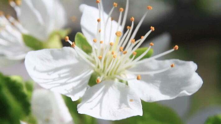 나무 식물 계절 꽃잎 꽃 줄기 잎 자연 바람 풍경 사람없음 야외 햇빛 정원 일본 봄 성장 벚꽃 나뭇가지 전원 신선 개화 체리 수분 4월 벌 화단 부드러움 꿀 MOV 해외동영상 클립영상 자연요소 아시아 곤충 과일 날씨 태양 감각 날짜 전기에너지 생태계 동영상 파일형식