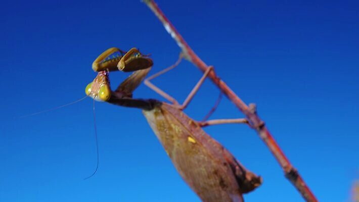 동물 여자 야생동물 곤충 절지류 자연 하늘 무척추동물 안테나 사람없음 초록색 파란색 갈색 기도 육식동물 내추럴 포식 4K MP4 해외동영상 클립영상 컬러 통신 사람 생태계 동영상 파일형식