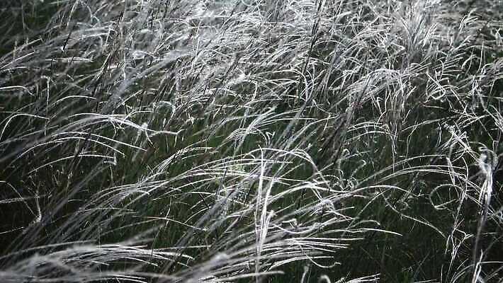 식물 꽃 물결 밭 자연 바람 건조 씨앗 사람없음 초록색 펼침 속도 솜털 스텝 4K MP4 해외동영상 클립영상 자연요소 컬러 농업 모션 날씨 생태계 동영상 파일형식