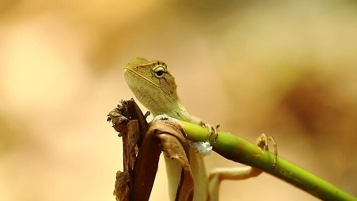 식물 동물 학생 야생동물 잎 파충류 자연 휴식 생물 저울 양서류 그림자 동양인 사람없음 컬러풀 햇빛 머리 정원 나뭇가지 신선 작음 피부 보케 도마뱀 슛 변장 이구아나 리빙 내추럴 이국적 카멜레온 HD MOV 해외동영상 클립영상 나무 컬러 컨셉 인종 신체부위 태양 크기 생태계 동영상 파일형식