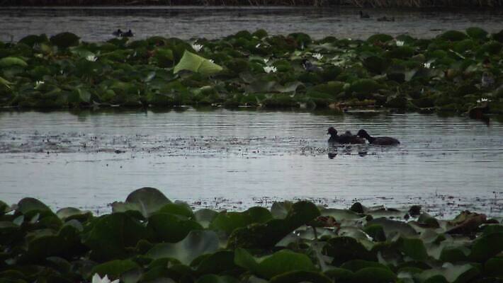 동물 유럽 호수 야생동물 바다 자연 조류 덴마크 사람없음 야외 빨간색 물 뷰티 반사 검은색 봄 잠수부 서식지 다뉴브강 동물상 4K MP4 해외동영상 클립영상 자연요소 계절 나라 컬러 북유럽 조형물 전문직 생태계 동영상 파일형식