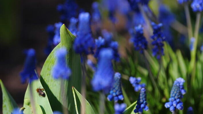 식물 계절 꽃잎 꽃 컬러 곤충 백그라운드 자연 초원 사람없음 야외 초록색 여름 컬러풀 정원 맑음 보라색 봄 벚꽃 개화 수분 벌 꽃가루 꿀 히아신스 4K MOV 해외동영상 클립영상 동물 날씨 가루 생태계 동영상 파일형식