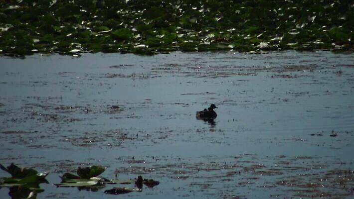 동물 유럽 호수 야생동물 바다 자연 조류 덴마크 사람없음 야외 빨간색 물 뷰티 반사 검은색 봄 잠수부 서식지 다뉴브강 동물상 4K MP4 해외동영상 클립영상 자연요소 계절 나라 컬러 북유럽 조형물 전문직 생태계 동영상 파일형식