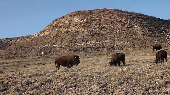 동물 공원 남자 야생동물 포유류 자연 털 사람없음 여름 갈색 계곡 미국 군중 방목 들소 황소 짝짓기 와이오밍 전국 4K MP4 해외동영상 클립영상 계절 공공시설 컬러 북아메리카 사람 소 축산업 생태계 동영상 파일형식