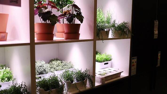 식물 라이프스타일 꽃잎 꽃 화분 화초 컬러 가구 잎 꽃무늬 자연 부동산 전등 영국 잉글랜드 선반 주택 실내 취미 사람없음 목재 장식 초록색 빛 인테리어 세트 뷰티 유행 환경 정원 농사 어둠 방 업무 재산 허브 런던 동영상 내추럴 심기 MOV 해외동영상 클립영상 나무 디자인 유럽 생활용품 무늬 농업 재료 모션 조명 내부 건물 생활 금융 작업 생태계 파일형식