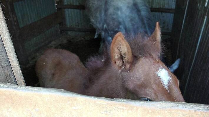 동물 밭 포유류 하늘 엄마 사랑 사람없음 상자 달리기 태양 농장 갈색 시골 아기 승마 갈기 조랑말 망아지 4K MP4 해외동영상 클립영상 자연요소 감정 새끼 스포츠 컬러 농업 가족 모션 사람 말_동물 동영상 파일형식