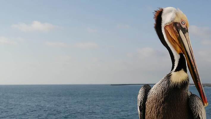 동물 야생동물 바다 날개 조류 하늘 해변 사람없음 목재 물 여름 머리 항구 미국 다양 자유 닫기 큼 펠리컨 깃털 부리 캘리포니아 태평양 서식지 계산서 로스앤젤레스 철책 4K 오션사이드 산타모니카 MP4 해외동영상 클립영상 자연요소 나무 계절 다수 컨셉 북아메리카 재료 교통시설 모션 신체부위 크기 동영상 파일형식