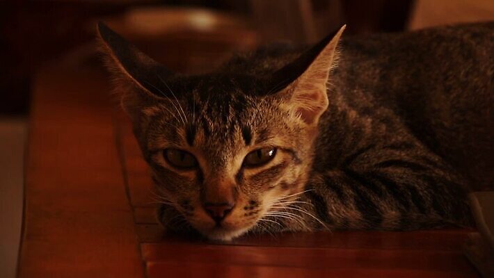 응시 컨셉 스트레스 실내 사람없음 반려동물 듣기 지루함 튜브 돌고래인형 전염병 코로나바이러스 사회적거리두기 락다운 MOV 해외동영상 클립영상 동물 시선 감정 인형 캠페인 모션 내부 바이러스 질병 동영상 파일형식