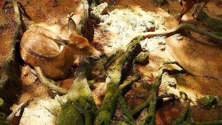 동물 공원 여자 남자 아시아 야생동물 밭 포유류 자연 초식동물 털 뿔 사람없음 야외 태양 머리 봄 흰색 아기 점 황무지 숲 방목 뿌리 서식지 내추럴 동물상 아기사슴 암사슴 전국 MOV 해외동영상 클립영상 자연요소 계절 공공시설 나라 새끼 컬러 농업 사슴 사람 신체부위 조형물 축산업 암컷 생태계 동영상 파일형식