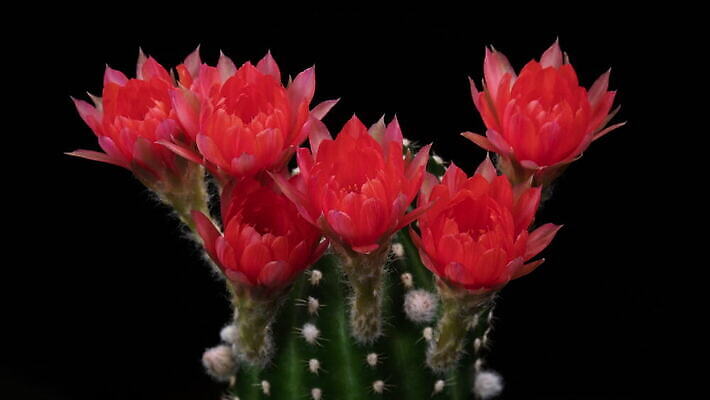 식물 계절 꽃잎 꽃 컬러 꽃다발 꽃무늬 모션 자연 선인장 사람없음 장식 가로 컬러풀 봄 펼침 낭만 성장 신선 오픈 개화 변화 속도 원예 동영상 생존 4K 타임랩스 MOV 해외동영상 클립영상 컨셉 무늬 촬영기법 취미 생태계 파일형식