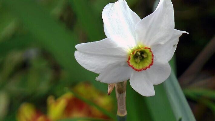 식물 꽃잎 꽃 줄기 컬러 꽃무늬 자연 사람없음 초록색 정원 벚꽃 흰색 개화 황무지 전기에너지 원예 아로마 수선화 영원 필라멘트 MP4 해외동영상 클립영상 무늬 취미 에너지 생태계 동영상 파일형식
