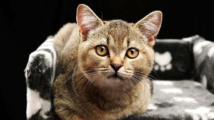 1 얼굴 장난 포유류 수염 털 실내 표정 앉기 사람없음 반려동물 머리 검은색 고양이 회색 작음 호기심 튜브 솜털 거짓말 기르기 돌고래인형 직진 총구 스코틀랜드 4K 순혈 MOV 해외동영상 클립영상 동물 감정 인형 컬러 컨셉 모션 영국 내부 신체부위 크기 동영상 돌봄 파일형식