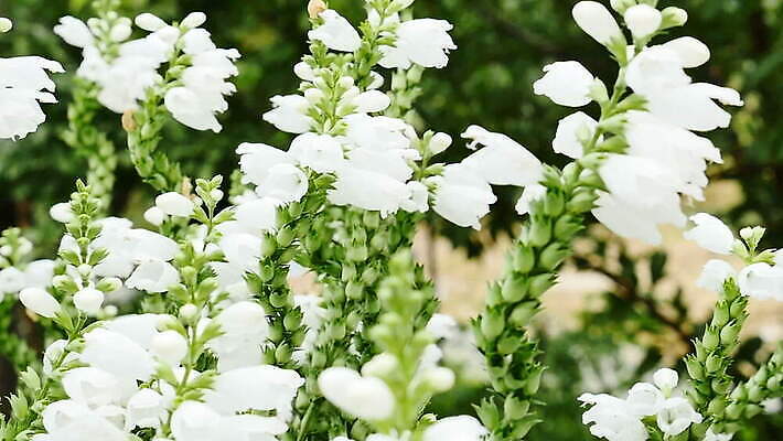 식물 동물 계절 꽃잎 꽃 컬러 곤충 백그라운드 잎 날개 자연 사람없음 초록색 여름 컬러풀 노란색 정원 보라색 검은색 봄 줄무늬 벚꽃 흰색 닫기 벌레 벌 싱글 꽃가루 꿀 라벤더 내추럴 호박벌 MOV 해외동영상 클립영상 무늬 모션 벌_곤충 가루 허브 생태계 동영상 파일형식