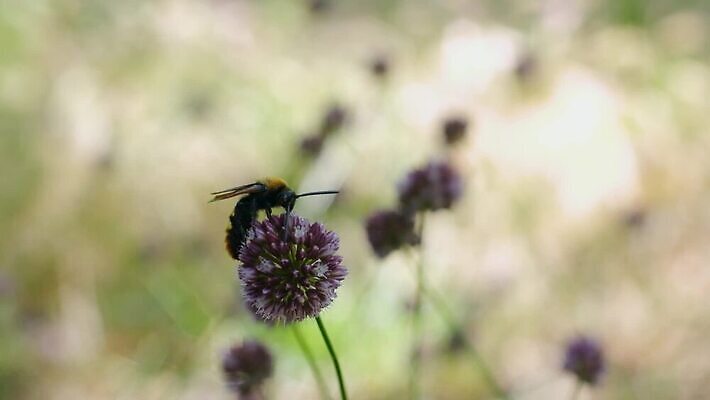 꽃 유럽 곤충 날개 자연 사람없음 여름 정원 검은색 벚꽃 묘사 아이비 MP4 해외동영상 클립영상 식물 동물 계절 나라 컬러 생태계 동영상 파일형식