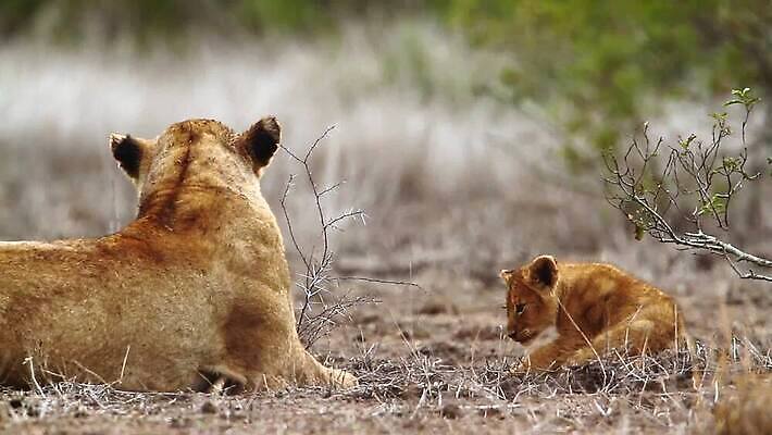야생동물 2 포유류 아프리카 자연 국립공원 사람없음 고양이 황무지 보호 결합 사자 사파리 육식동물 튜브 남아프리카 돌고래인형 보츠와나 보호구역 암사자 크루거 MOV 해외동영상 클립영상 멸종위기종 동물 공원 나라 인형 컨셉 반려동물 암컷 생태계 동영상 남아프리카공화국 구역 파일형식