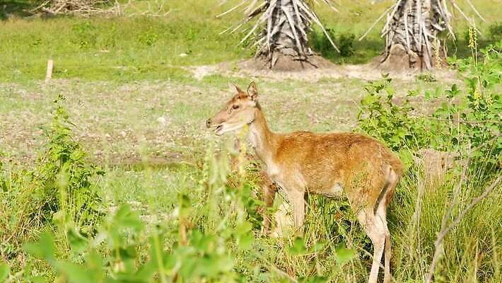 동물 공원 야생동물 백그라운드 밭 농업 포유류 자연 털 뿔 동양인 사람없음 야외 농장 환경 달러 정원 가축 봄 시골 그룹 황무지 선탠 군중 숲 방목 사냥 서식지 내추럴 동물상 아기사슴 암사슴 많음 4K MP4 해외동영상 클립영상 계절 공공시설 산업 새끼 컨셉 돈 사슴 사람 인종 조형물 축산업 암컷 생태계 동영상 파일형식