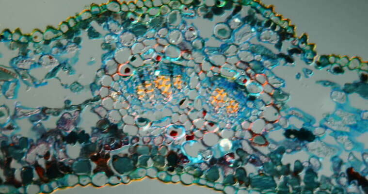 식물 교육 컬러 컨셉 보행로 생태계 동영상 파일형식 MOV 사람없음 해외동영상 외관 뷰티 생물학 세포 컬러풀 횡단보도 꽃 잎 성장 확대 돋보기 이동 자연 영양소 광합성 과학 질감 수련 4K 클립영상 확대경