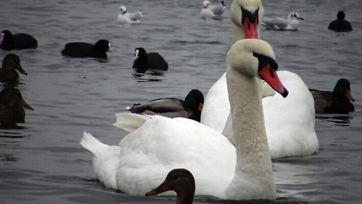 동물 계절 야생동물 바다 겨울 날개 자연 조류 풍경 사람없음 야외 물 파란색 세계 냉동 얼음 검은색 수영 추위 흰색 만 오픈 우아함 깃털 서리 부리 백조 물새 청둥오리 4K MP4 해외동영상 클립영상 자연요소 컬러 컨셉 오리 수상스포츠 생태계 동영상 파일형식