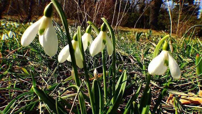 식물 디자인 꽃 야생동물 자연 사람없음 파란색 정원 보라색 봄 성장 인사 신선 신용카드 개화 제비꽃 속도 내추럴 삼림지대 스노드롭 4K MP4 해외동영상 클립영상 동물 계절 컬러 금융 예절 숲 생태계 동영상 파일형식