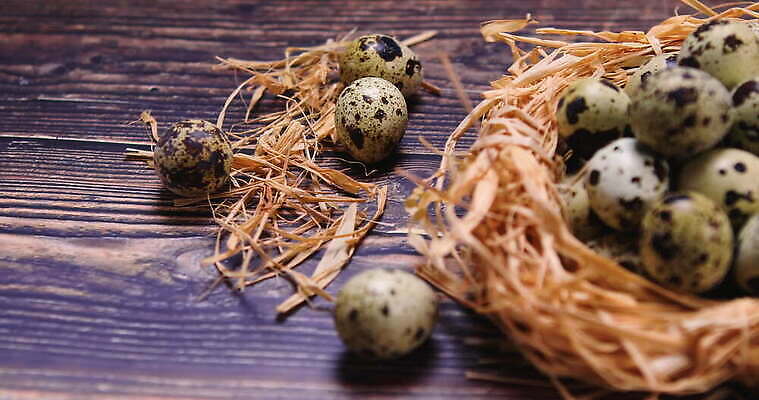 전통 계절 음식 백그라운드 컨셉 다이어트 재료 자연 조류 휴가 부활절 건강 사람없음 목재 컬러풀 갈색 바구니 계란 봄 수확 흰색 시골 신선 점 둥지 아침식사 작음 심볼 유기농 날것 밀짚 내추럴 단백질 메추리 4K MOV 해외동영상 클립영상 나무 동물 웰빙 기념일 컬러 농업 알 식사 짚 크기 생태계 동영상 영양소 파일형식