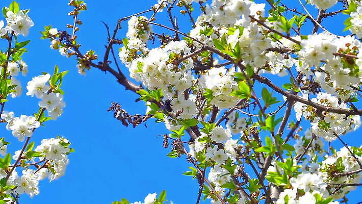 나무 식물 계절 꽃잎 꽃 분홍색 백그라운드 잎 꽃무늬 자연 하늘 사람없음 정원 맑음 봄 벚꽃 흰색 나뭇가지 신선 개화 체리 닫기 사과 5월 벌 원예 보케 부드러움 내추럴 MOV 해외동영상 슬로모션 클립영상 컬러 곤충 무늬 과일 모션 날씨 촬영기법 취미 감각 날짜 생태계 동영상 파일형식