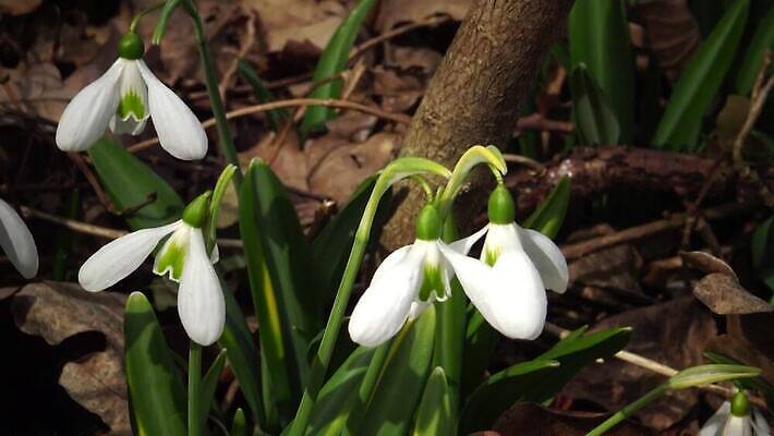 식물 꽃 백그라운드 잎 겨울 자연 사람없음 초록색 정원 봄 벚꽃 흰색 신선 내추럴 스노드롭 헌병 4K MP4 해외동영상 클립영상 계절 컬러 군인 생태계 동영상 파일형식