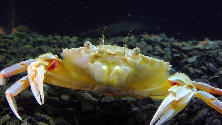 동물 야생동물 바다 과학 절지류 새우 무척추동물 갑각류 사람없음 물 세계 환경 바닷속 수중 수영 게 가재 생물학 암 동물상 발톱 생태학 4K 수중영상 MP4 해외동영상 클립영상 자연요소 교육 발 조형물 수상스포츠 질병 동영상 파일형식